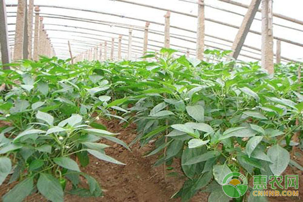 辣椒栽培技术