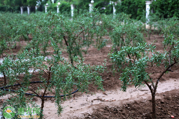 枸杞要怎么种植才高产?种植技术有哪些?-图片版权归惠农网所有