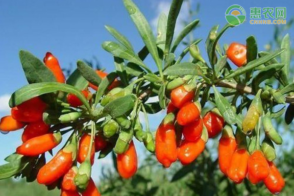 枸杞要怎么种植才高产?种植技术有哪些?-图片版权归惠农网所有