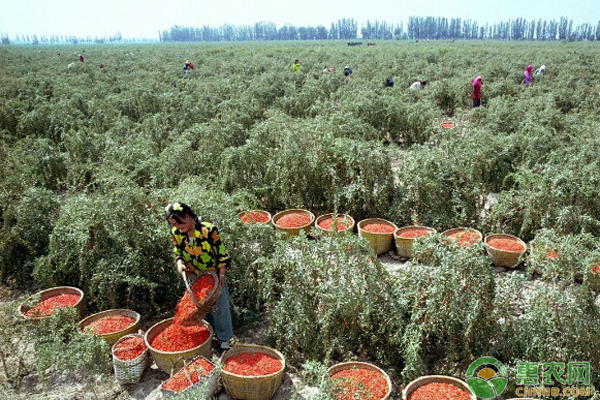 枸杞要怎么种植才高产?种植技术有哪些?-图片版权归惠农网所有
