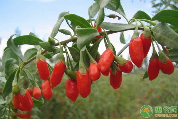 枸杞瘿螨要怎么防治好?-图片版权归惠农网所有