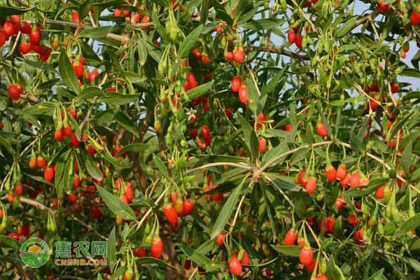 枸杞瘿螨要怎么防治好?-图片版权归惠农网所有