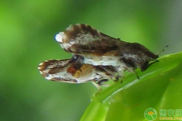 枸杞木虱的危害症状及防治方法-图片版权归惠农网所有