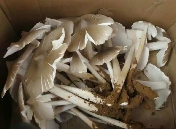 鸡枞菌不能和什么一起吃 鸡枞菌相克食物