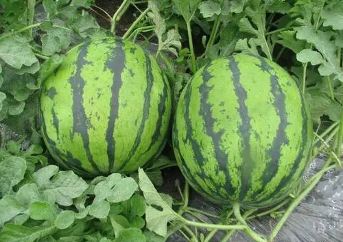 麒麟西瓜一株留几个瓜 8424西瓜留几个瓜最佳