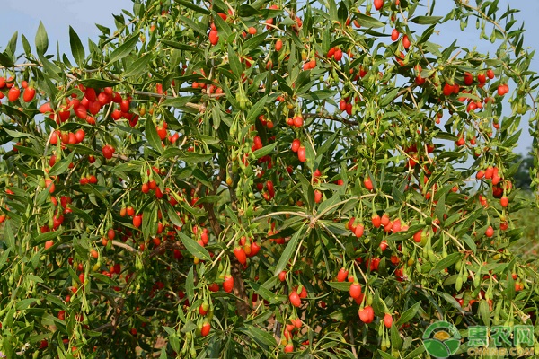 枸杞的苗期管理技术-图片版权归惠农网所有