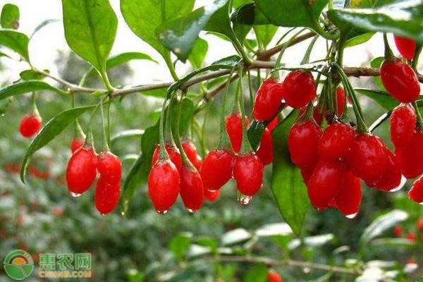 枸杞的苗期管理技术-图片版权归惠农网所有