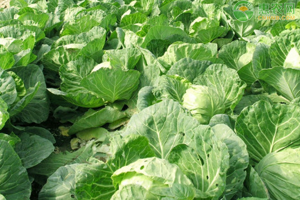 白菜怎么种植方法？-图片版权归惠农网所有