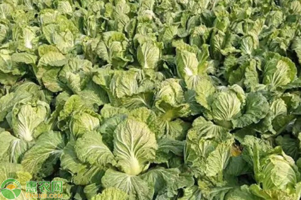 白菜怎么种植方法？-图片版权归惠农网所有