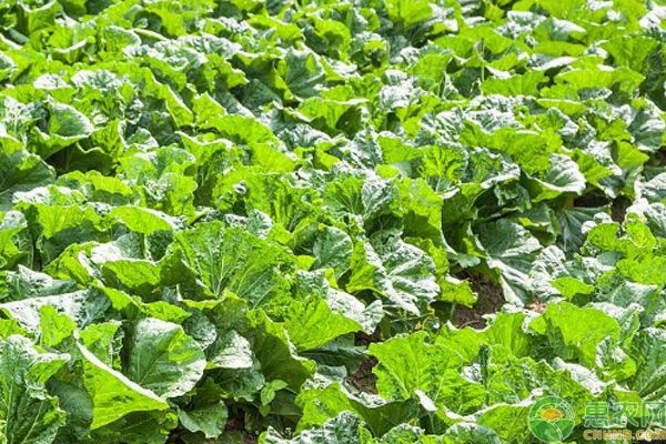 白菜怎么种植方法？-图片版权归惠农网所有