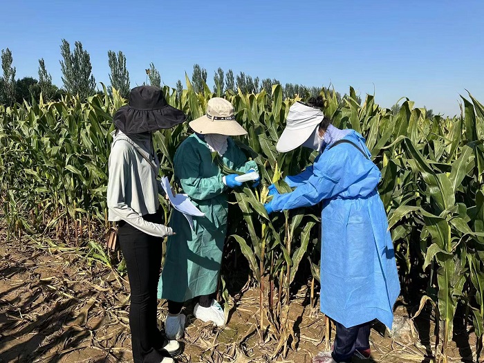 玉米巡检1 (2).jpg