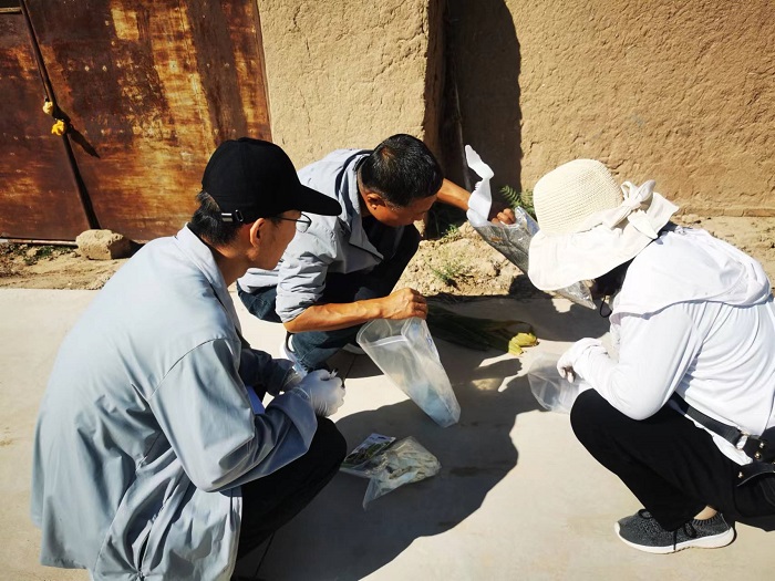 玉米巡检1 (3).jpg