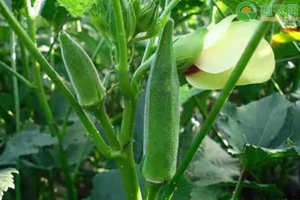 秋葵的种植时间和方法-图片版权归惠农网所有