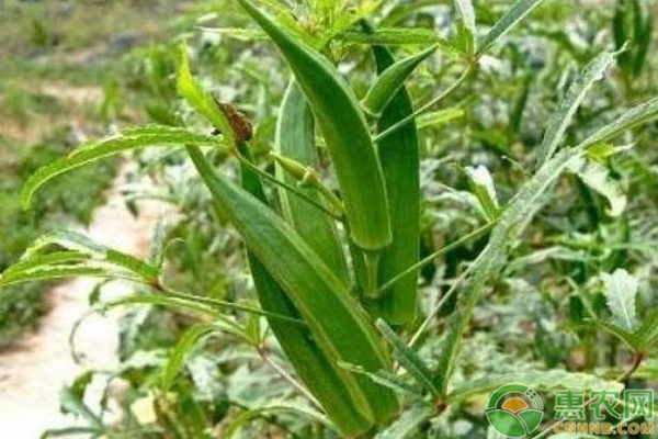 秋葵种植前景和高产栽培技术-图片版权归惠农网所有
