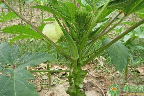 秋葵种植前景和高产栽培技术-图片版权归惠农网所有