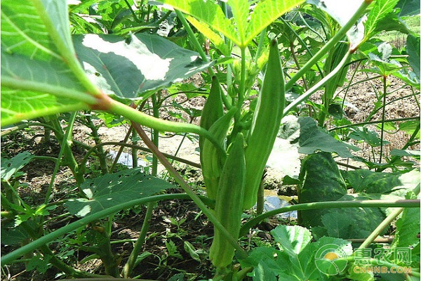 秋葵怎么种植？秋葵高产种植技术-图片版权归惠农网所有