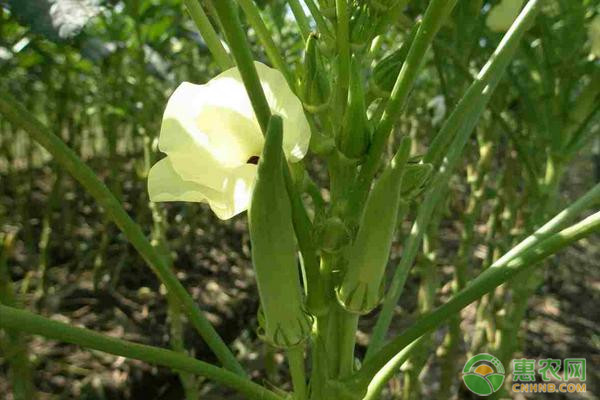 提高秋葵品质的种植方法和管理技巧-图片版权归惠农网所有