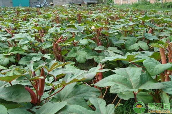 秋葵种植时间是几月?-图片版权归惠农网所有