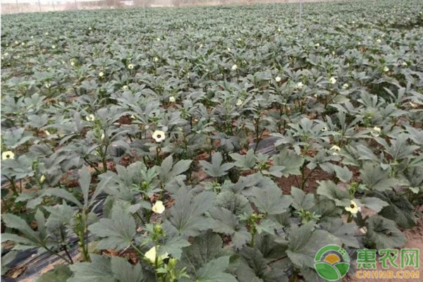夏季黄秋葵的栽培管理技术 夏季黄秋葵的栽培管理技术-图片版权归惠农网所有