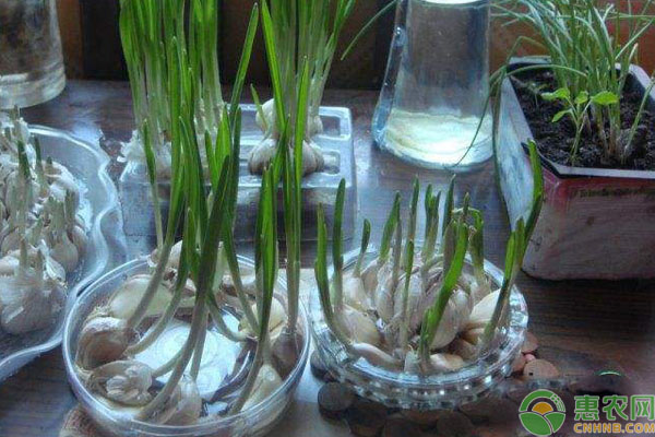 水培大蒜的简单方法-图片版权归惠农网所有