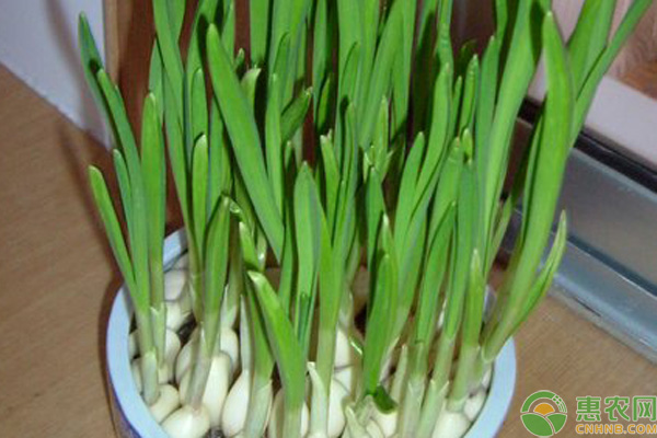 水培大蒜的简单方法-图片版权归惠农网所有