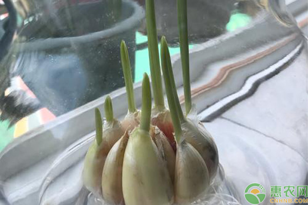 水培大蒜的简单方法-图片版权归惠农网所有