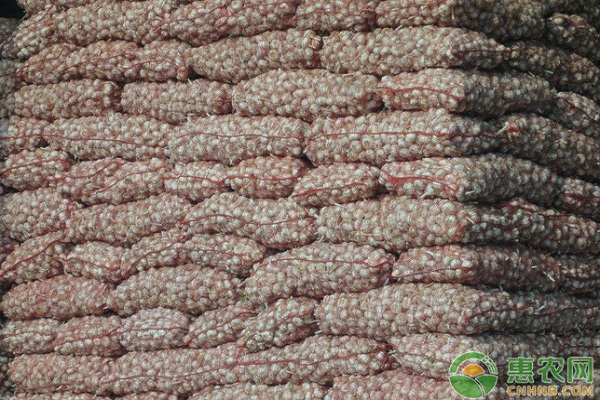 大蒜种植时间和方法-图片版权归惠农网所有