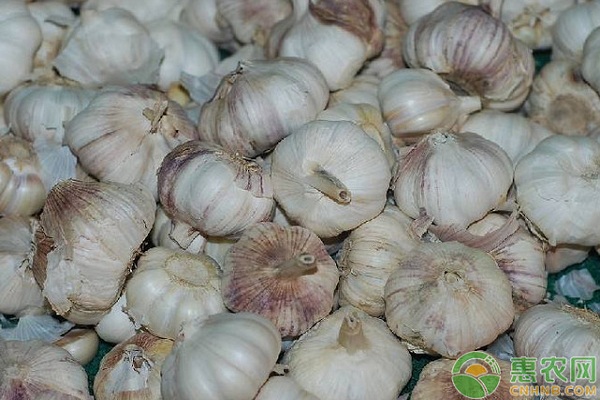 大蒜种植时间和方法-图片版权归惠农网所有