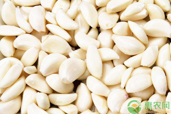 大蒜种植时间和方法-图片版权归惠农网所有