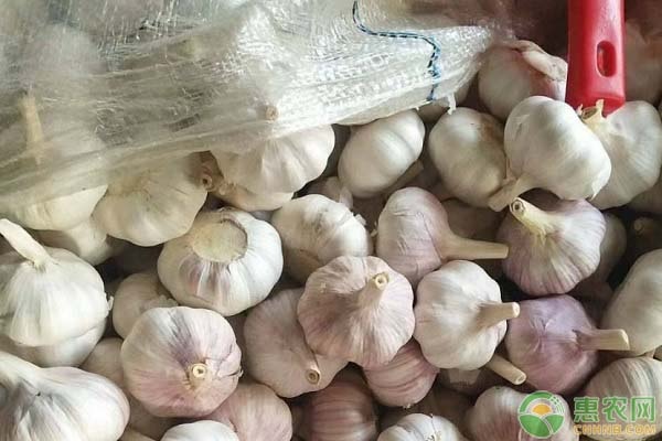 紫皮大蒜栽培技术-图片版权归惠农网所有
