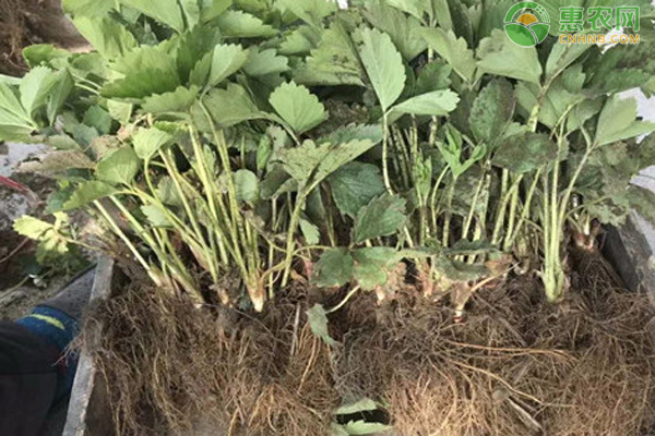 草莓高山育苗的方法-图片版权归惠农网所有