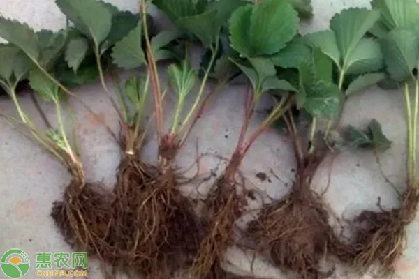 草莓高山育苗的方法-图片版权归惠农网所有