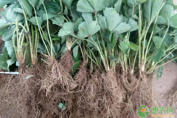 草莓高山育苗的方法-图片版权归惠农网所有