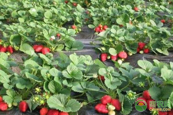 草莓苗种植多深最好？-图片版权归惠农网所有