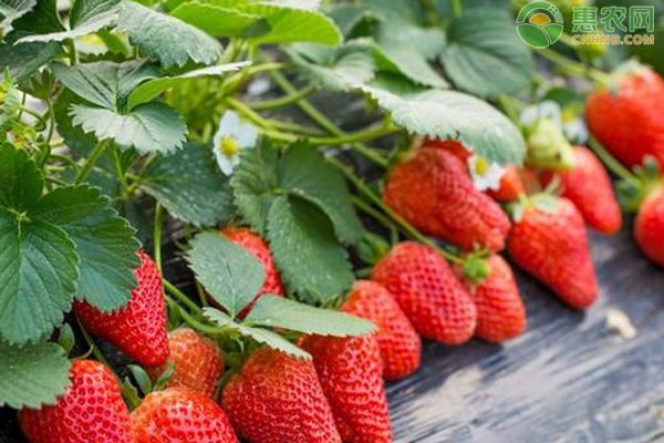 草莓苗种植多深最好？-图片版权归惠农网所有