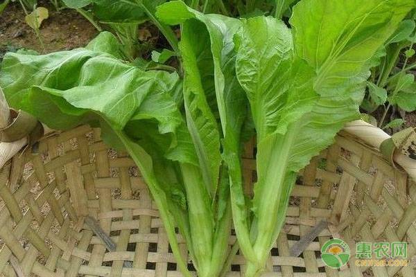 芥菜的高产种植管理技术方法 芥菜的高产种植管理技术方法-图片版权归惠农网所有