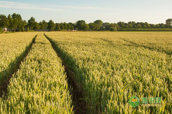小麦种植如何才能高产？小麦高产最佳种子处理技巧！-图片版权归惠农网所有