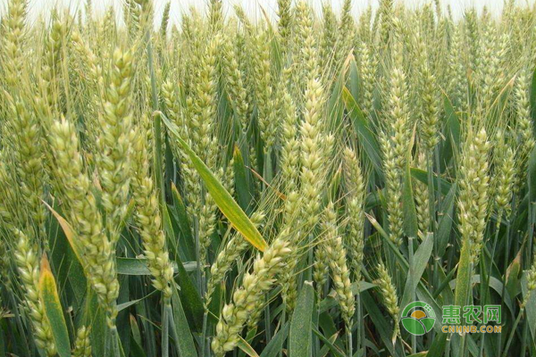 小麦种植如何才能高产？小麦高产最佳种子处理技巧！-图片版权归惠农网所有