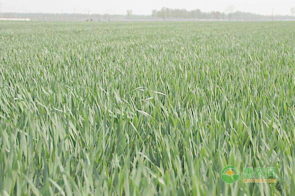 小麦种植如何才能高产？小麦高产最佳种子处理技巧！-图片版权归惠农网所有