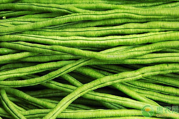 豆角要不要打尖？怎么打尖？豆角种植打尖方法-图片版权归惠农网所有