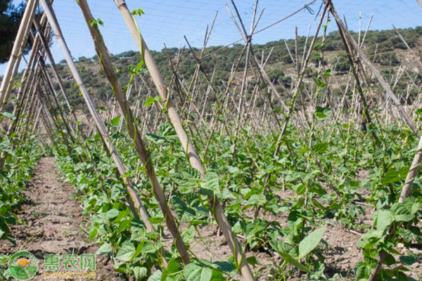 长豆角怎么种最容易成活?-图片版权归惠农网所有