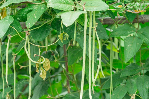 长豆角怎么种最容易成活?-图片版权归惠农网所有