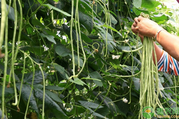 长豆角怎么种最容易成活?-图片版权归惠农网所有