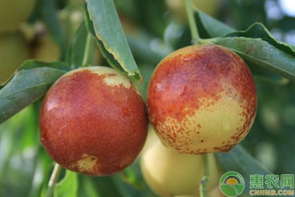 冬枣花期需做好这几大管理-图片版权归惠农网所有