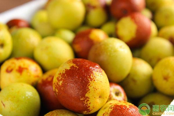 冬枣花期需做好这几大管理-图片版权归惠农网所有