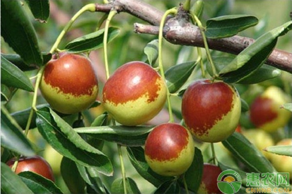 枣树什么时候高接换头好?高接换头后要怎么管理?-图片版权归惠农网所有