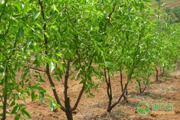枣树嫁接技术及注意事项-图片版权归惠农网所有