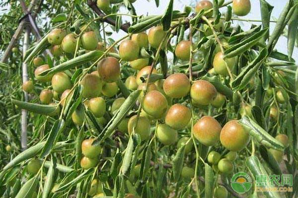 枣树嫁接技术及注意事项-图片版权归惠农网所有