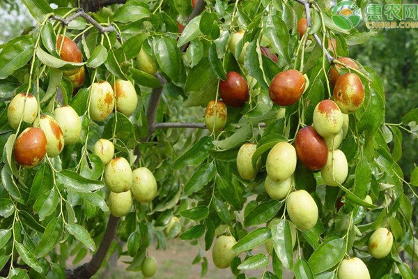 如何提高枣树坐果率?这几点做好就很简单!-图片版权归惠农网所有
