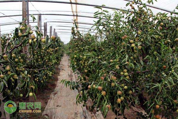 如何提高枣树坐果率?这几点做好就很简单!-图片版权归惠农网所有